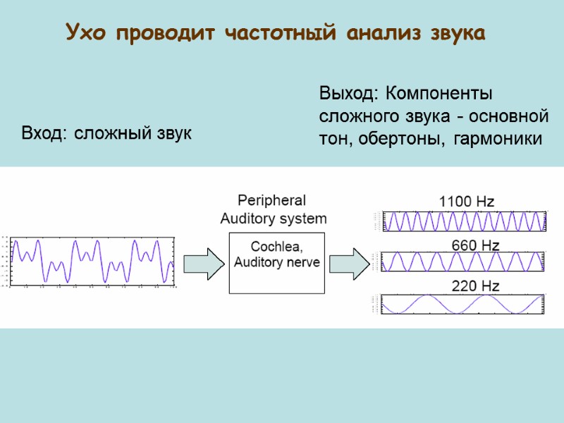 Ухо проводит частотный анализ звука Вход: сложный звук Выход: Компоненты сложного звука - основной